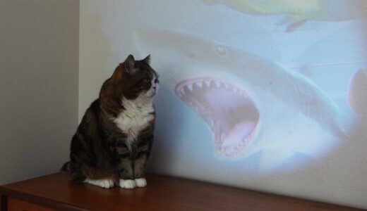 プロジェクターで図鑑を見るねこ。-Cats look at pictures on a projector.-