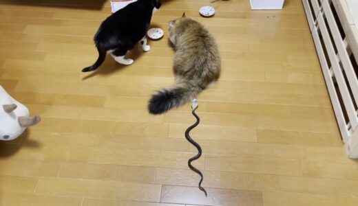 猫の後ろにおもちゃのヘビを置いたら意外な結果にw