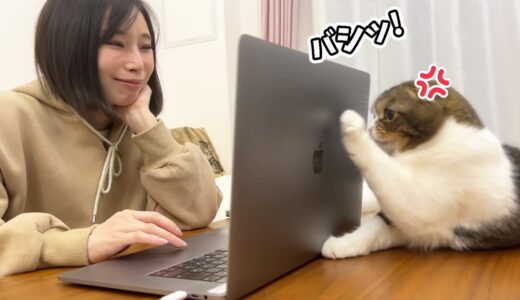 飼い主に構ってほしくてパソコンを攻撃する猫がこちらですwww