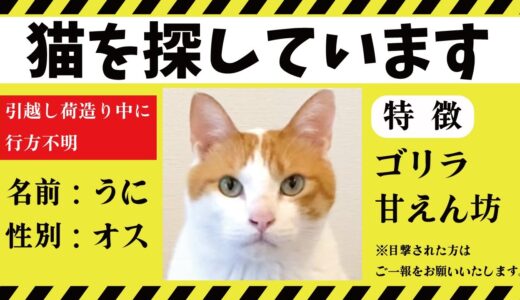 引っ越しの準備をしていたら先住猫が行方不明になりました…【関西弁でしゃべる猫】