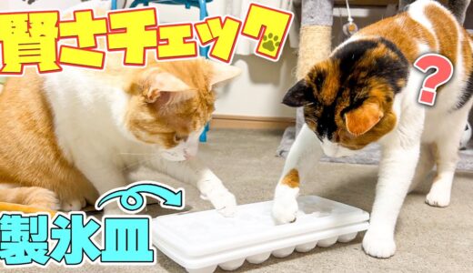 うちの猫たちは本当に賢いのでしょうか。”製氷皿”を使ってテストしてみた結果…