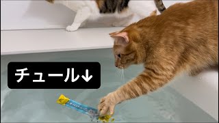 お風呂にチュールが浮いていた時の猫www