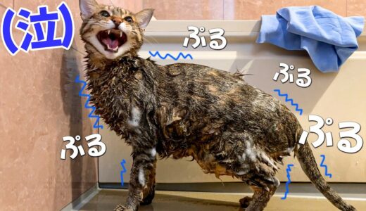 巨大でイケメンすぎる猫をお風呂で洗ったらネコが泣いちゃった…