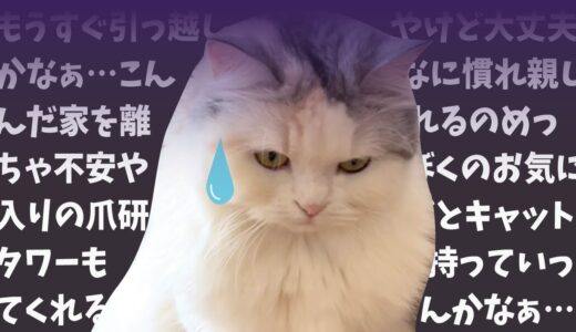 引っ越しが不安すぎてめちゃくちゃ落ち込む猫【関西弁でしゃべる猫】