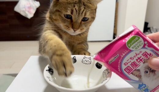 こんな器用な牛乳の飲み方する猫見たことある？？