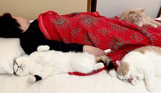 猫が集まる母のベッド