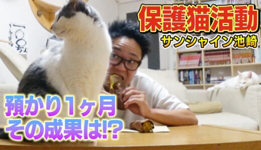 【保護猫活動】サンシャイン池崎！預かり始めて１ヶ月新米猫ののりしおは！？【預かりボランティア】