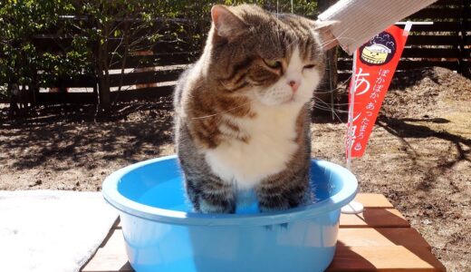露天足湯とねこ。-Open air footbath and Cats.-