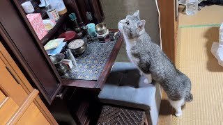 初めてじいじの仏壇を見つけた猫がまさかの行動を取りました…