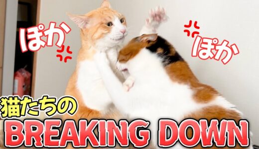 猫たち版のブレイキングダウンが開催されていました。【猫ビンタ炸裂】