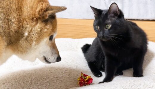 末っ子猫が遊んでいたおもちゃを柴犬が取ってしまった数秒後に猫がまさかの行動に…笑