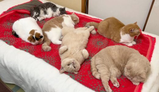 猫6匹が母ベッドを占領