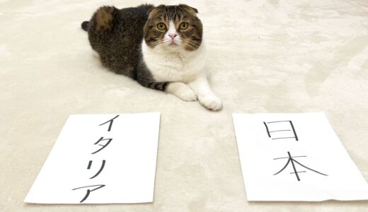 【WBC】日本VSイタリア戦の結果を猫に予想してもらったら真剣に考えていて可愛すぎたw
