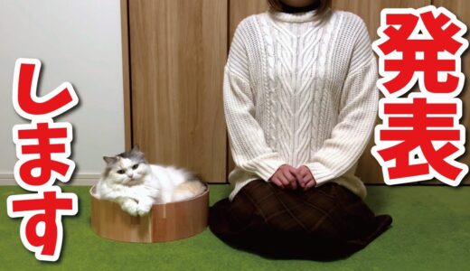 猫の一生にかかる○○を発表いたします【関西弁でしゃべる猫】