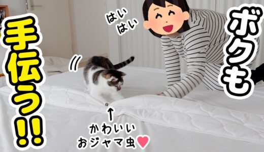 【春の衣替え】面倒な家事も猫たちと一緒だと楽しい！！