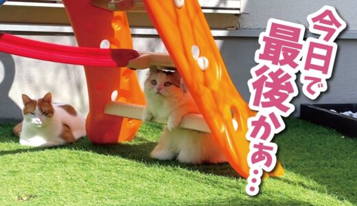 大好きなお庭で遊べるのも今日が最後です…【関西弁でしゃべる猫】