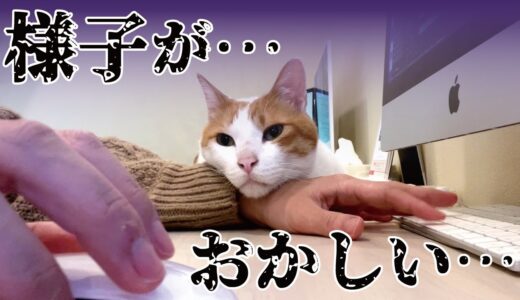 引越してから先住猫の様子がなんかおかしくなりました…【関西弁でしゃべる猫】