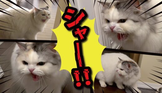 【悲報】引越したら先住猫の事を忘れてシャーシャー威嚇するようになってしまいました…【関西弁でしゃべる猫】