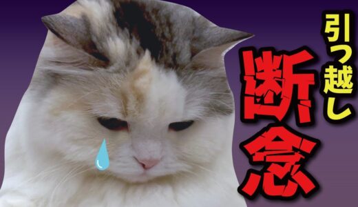 【悲報】引っ越しを断念することになりました…【関西弁でしゃべる猫】【エイプリルフール】
