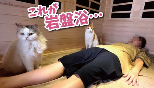 【サウナ猫】猫と一緒に自宅で岩盤浴したらめちゃめちゃデトックスされました【関西弁でしゃべる猫】