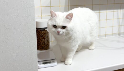 ダイエットを始めた猫がごはんの前でしょんぼりしてました…。
