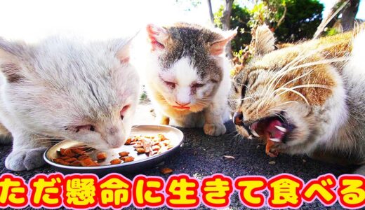 仲良く懸命に生きるさくらねこたちが幸せそうにご飯を食べる 食後にたそがれる猫さんたちは何を思っているのだろう