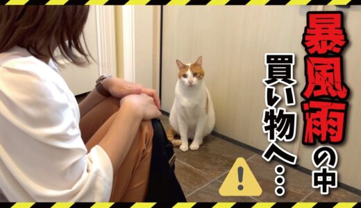 台風ばりの豪雨の中買い物に出かける奥さんを必死で止める猫たち【関西弁でしゃべる猫】