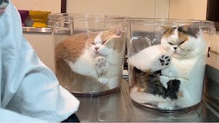 【猫は液体】絶景…バケツを仕掛けたら3秒で引っかかる猫たち