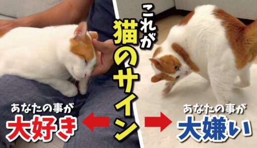 猫があなたのことを大好きか大嫌いか分かる行動がこちら【関西弁でしゃべる猫】
