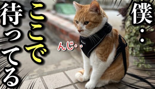東京へ行った主の帰りを待ちわびる猫