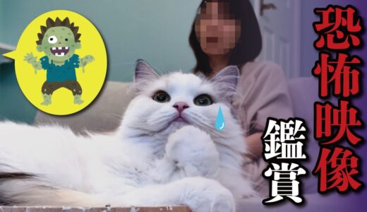 【衝撃の映像】猫と一緒に恐怖映像を見てたら猫が取り憑かれて大変な事になりました…【関西弁でしゃべる猫】