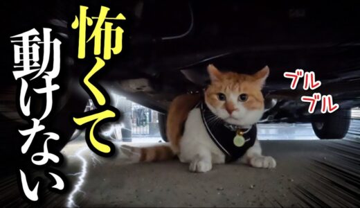 【緊急】雷が怖くて車の下に逃げ込んだ猫を救出せよ！