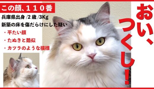 【速報】新築の床を傷だらけにした凶悪犯を兵庫県内の民家で確保しました【関西弁でしゃべる猫】