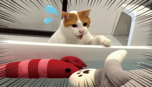 大好きなぬいぐるみを丸洗いされて大パニックをおこす猫【関西弁でしゃべる猫】