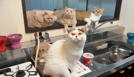 【猫圧】ご飯が遅れた時の台所です