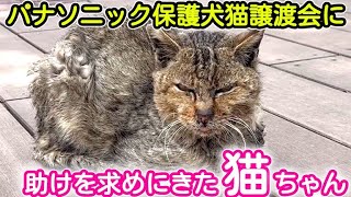 日本最大級パナソニック保護犬猫譲渡会に現れたボロボロの猫ちゃんを救いたい