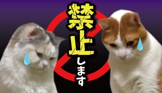 ある事を「禁止」された猫たちの激ヘコみした表情をご確認ください【関西弁でしゃべる猫】