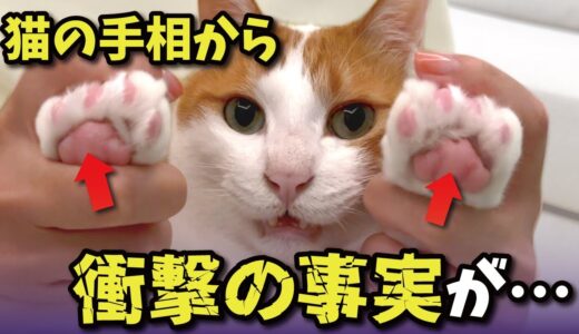猫の肉球からなんとこんな事まで分かっちゃうんです…【関西弁でしゃべる猫】