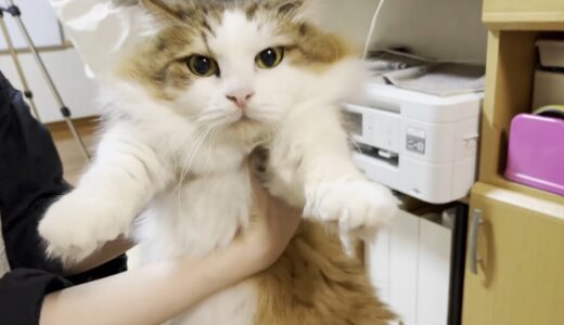 バリカン掃除機の試し刈りで「何ごと？」の顔がかわいい猫