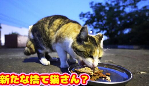 公園で一人で生きてるさくらねこさんにご飯をあげてたら新たに捨て猫さん？が現れてうまそうにご飯を食べた