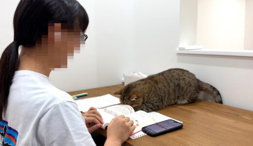 猫を無視して勉強を続けてたらこうなった…笑