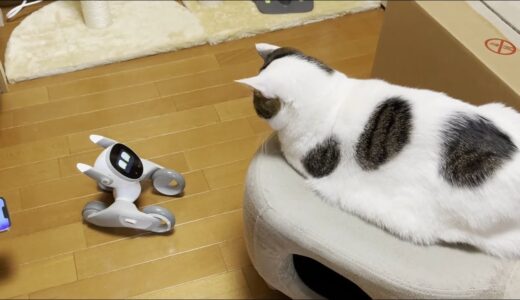新しく仲間になったペットロボットに困惑する猫