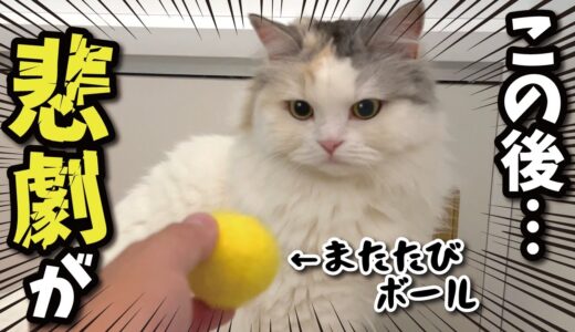 【事故】またたびボールで遊んでたら猫にまさかの事態が…！！【関西弁でしゃべる猫】