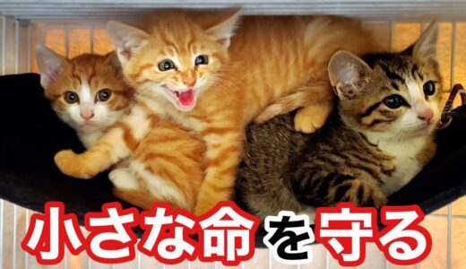 【緊急 野良猫保護】母猫と4匹の子猫､親子の行方は…