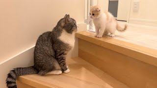 階段が怖くて降りられない子猫を見た兄猫がこうなりました…