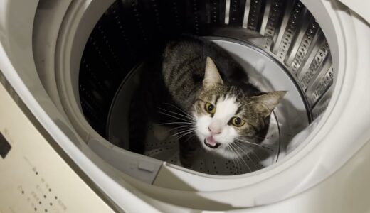 洗濯機に入って怒られた猫が言い訳してます