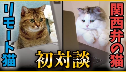 ついに実現！有名猫YouTuber同士のリモート会議がまさかの展開に…【関西弁でしゃべる猫】