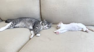 朝から一緒に遊びすぎて疲れ果てた猫たちがソファーでこうなってました…笑