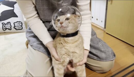 透明カプセルを被るとどんなに怖い猫でも可愛くなります