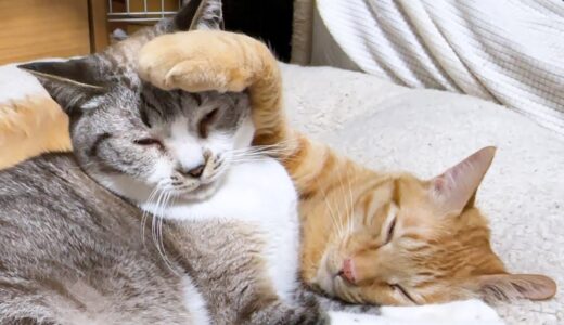 すごく眠いのに妹猫の頭に手を置こうとする猫が可愛すぎました